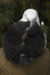 Black-browed Albatross 